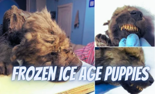 history-of-frozen-ice-age-puppies