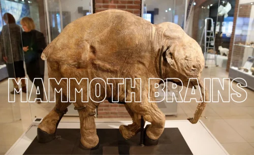 history-of-mammoth-brains
